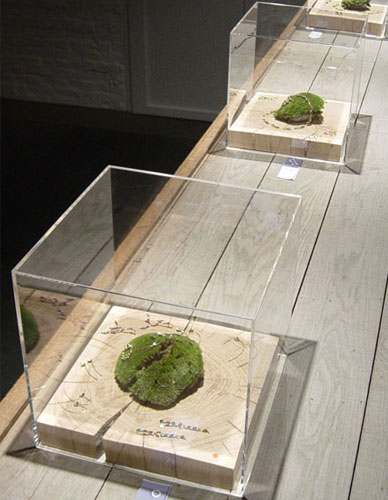 Capot Qube qualité musée